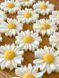 Набір ароматичний Daisy Petals Collection  19032026 фото 3